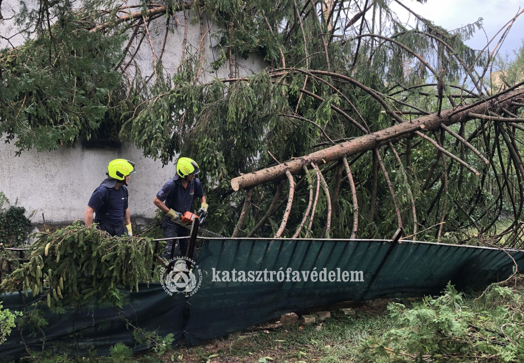 fát vágnak a tűzoltók