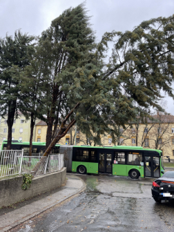 Pécsen, út fölé dőlt fák veszélyeztették a gyalogos és közúti forgalmat.