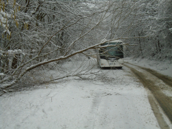 Dőltek a fák a hó miatt Baranyában (01.22.)