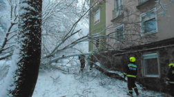 Dőltek a fák a hó miatt Baranyában (01.22.)