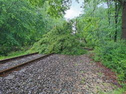 Vasúti sínre dőlt egy fa Sellye közelében