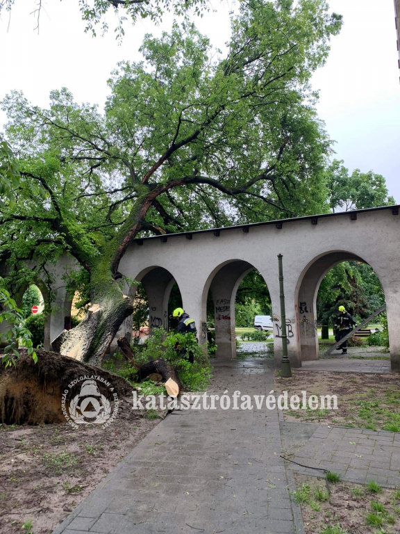 nagyméretű fa dőlt az árkádra