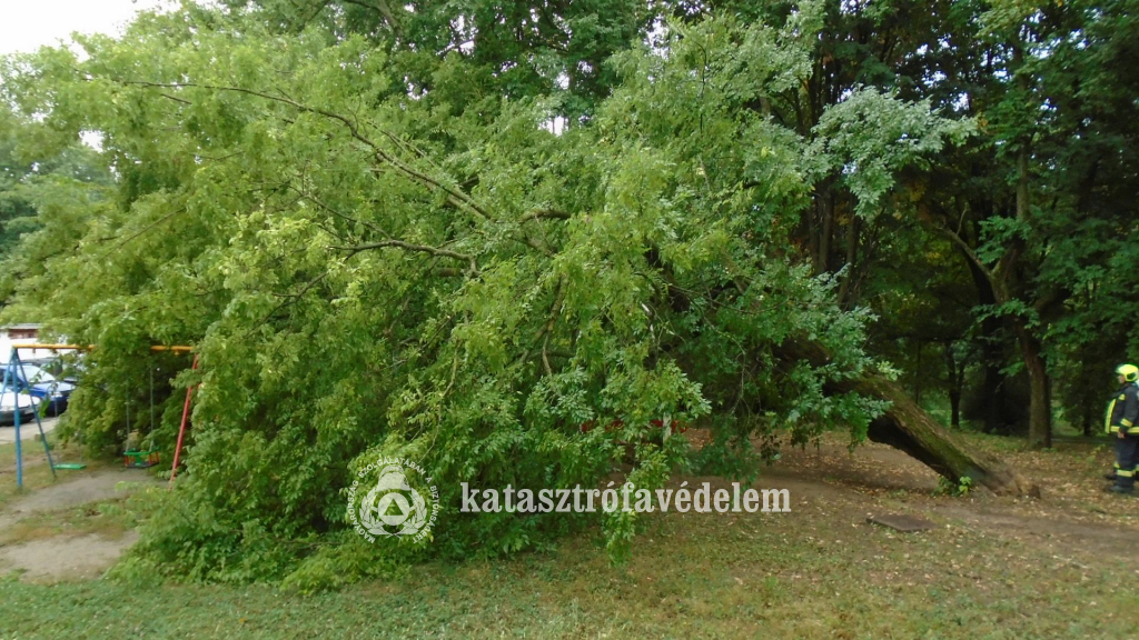 kidőlt fa, hinta, tűzoltó