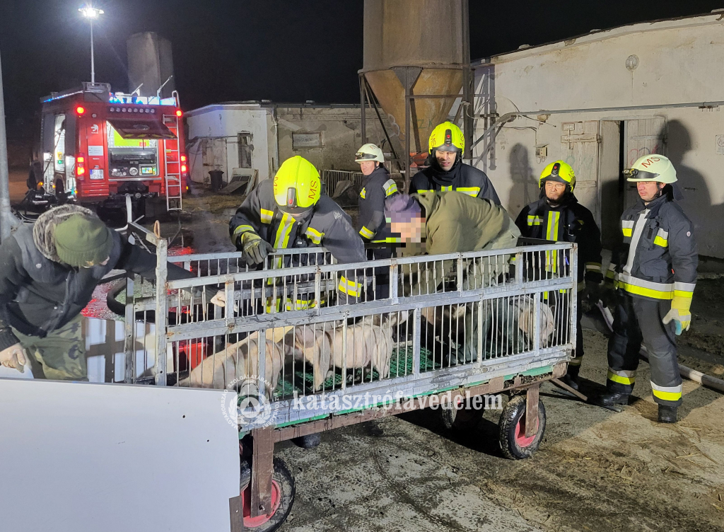 tűzoltók a sertéstelepen