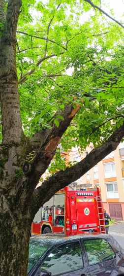 A viharos szél miatt sok esetben parkoló járművekre dőlt a fa.