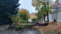 Pécsen, a Káptalan utcában egy nagyméretű fa tört el a törzsénél és akadályozta a közlekedést.