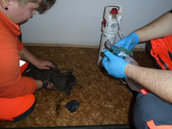 A tűzoltók a káreset felszámolása során egy macskát találtak, aki ellátásra szorult.