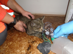 A tűzoltók a káreset felszámolása során egy macskát találtak, aki ellátásra szorult.