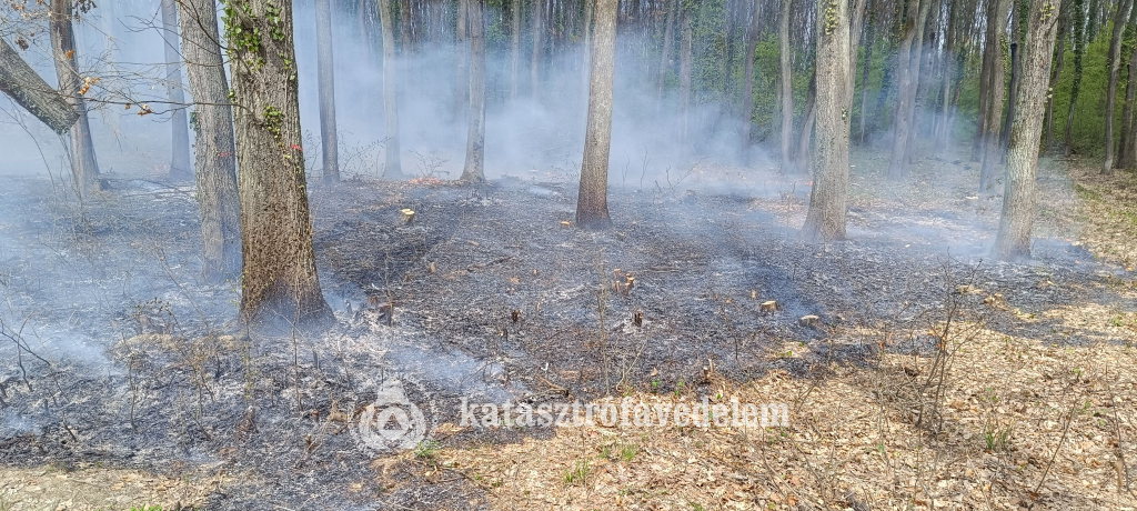 füstöl az aljnövényzet