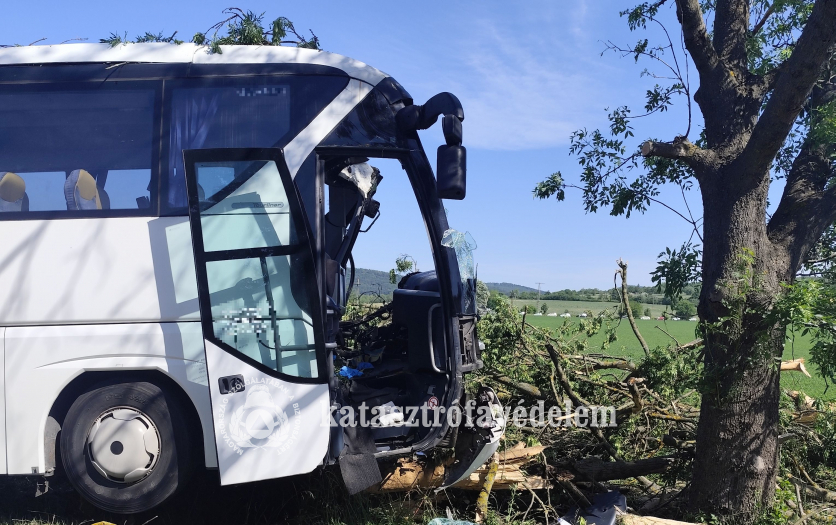 busz, fa