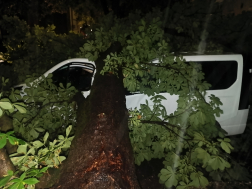 Pécsen parkoló autókra dőlt fa.