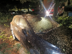 Pécsen parkoló autókra dőlt fa.