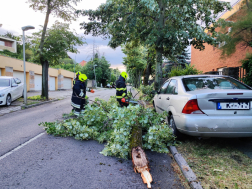 Pécsen parkoló autókra dőlt fa.