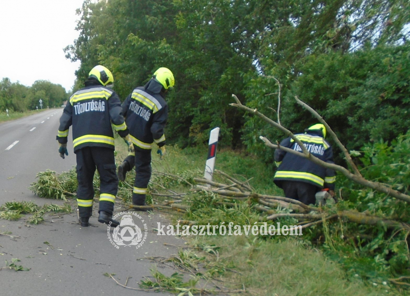 tűzoltók a kidőlt fánál