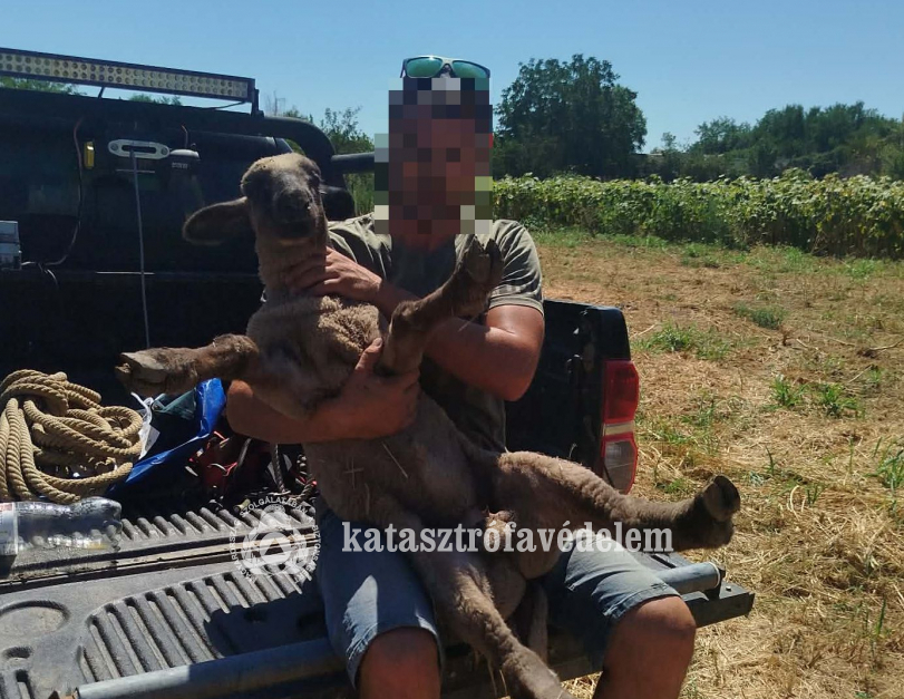 a kimentett birka a gazdája ölében