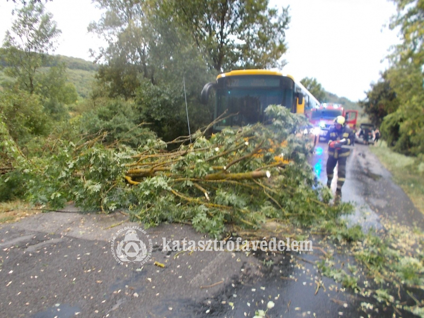 kidőlt fa az úttesten